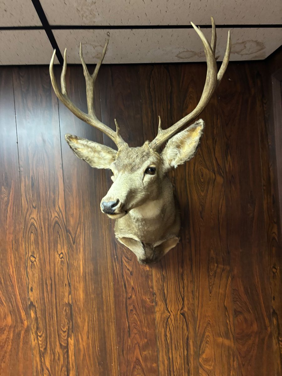 Deer mount