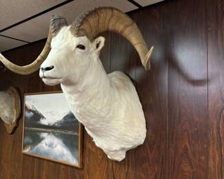 Dall Sheep shoulder mount. Alaskan