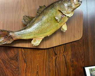 Bass taxidermy caught in School Section lake