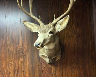 Deer mount