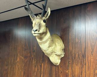 Pronghorn antelope mount