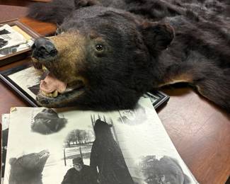 Bear skin rug with provenance 