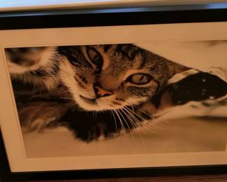 Cat Art