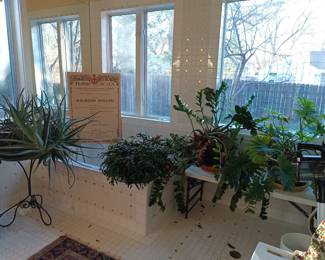 More botanicals - very large Aloe Vera