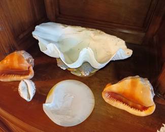 We will sell seashells away from the sea shore