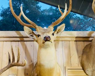 we have a nice collection of mounts, exotic & domestic . more photos coming