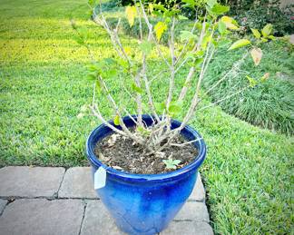 Hibiscus in blue ceramic outdoor planter
