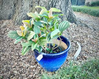 Plant in blue ceramic outdoor planter