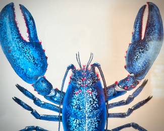 Nick Mayer "Blue Lobster"