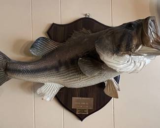 fish taxidermy