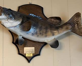 fish taxidermy