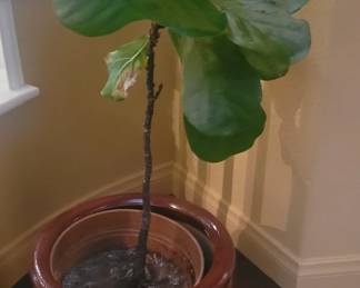 Fiddle leaf fig