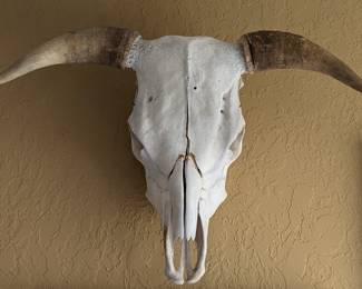 Bull Skull
