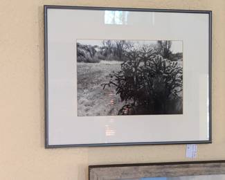 Brett Barker 'Cactus, Galisteo'