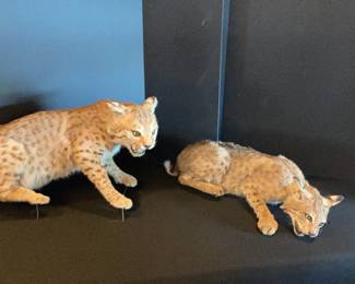bobcat taxidermy mounts