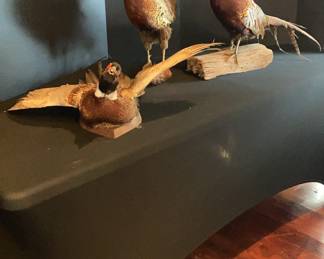 pheasant taxidermy mounts