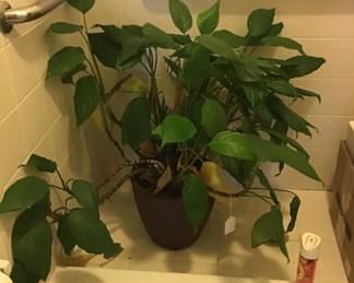 Large Plant