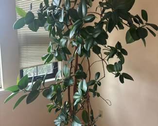 Potted Mature Rubber Plant