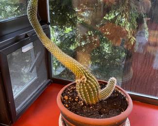Potted Peanut Cactus