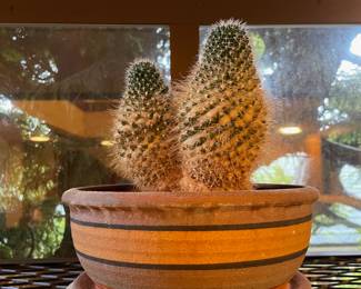 Potted Gold Lace Cactus