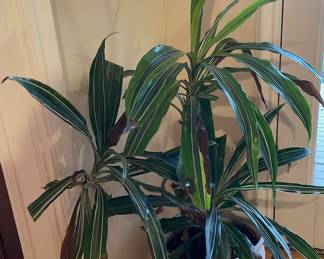 Potted Mature Striped Dracaena/Corn Plant