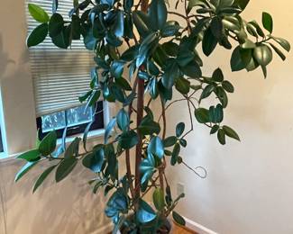 Potted Mature Rubber Plant