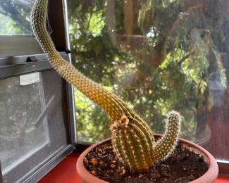 Potted Peanut Cactus