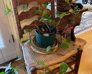 Potted Pothos Plant