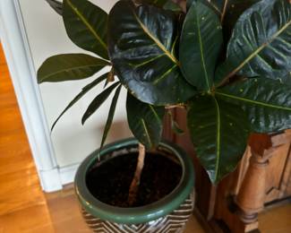 Potted Croton Plant