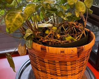 Potted Arrowhead Plant
