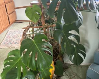 Potted Mature Split Leaf Monstera Deliciosa