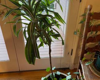 Potted Mature Striped Dracaena/Corn Plant
