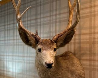 Make a statement with this antique mule deer taxidermy 