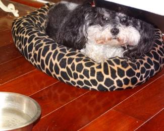 Here's Little Poppie Poodle on ONE of her Favorite Pillows. She Watches TVV and Barks atThings She Doesn't Like. Like the Soup Cans on the Today Show. People areJust Not tobe In Revolving Cans! Nearly TIme For Another Grooming.  Such a Good Baby!