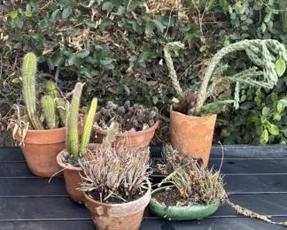 Lot # : 307z - Group of 7 cactus plants with planters
