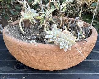 Lot # : 319z - Plant with terracotta planter
