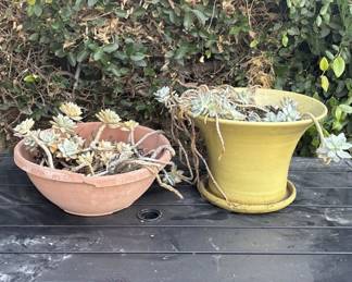 Lot # : 301z - Pair of plants with planters
