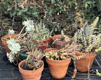 Lot # : 308z - Group of 9 plants with planters
