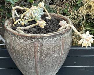 Lot # : 310z - Plant with glazed ceramic planter
