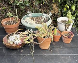 Lot # : 323z - Group of 7 plants with planters
