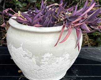 Lot # : 305z - Plant with ceramic planter
