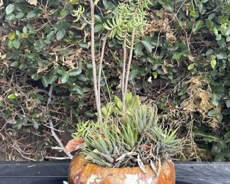 Lot # : 304z - Plant with glazed ceramic planter
