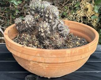 Lot # : 306z - Plant with terracotta planter
