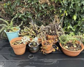 Lot # : 309z - Group of 7 plants with planters
