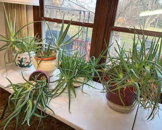 105 Heirloom Aloe Selectionmin