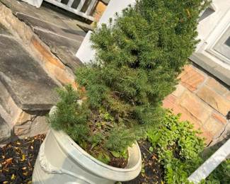 105 Coquille Anduze Urn With Pine Treemin