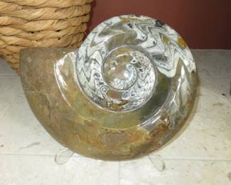 Large 1987 Polished Ammonite Fossil