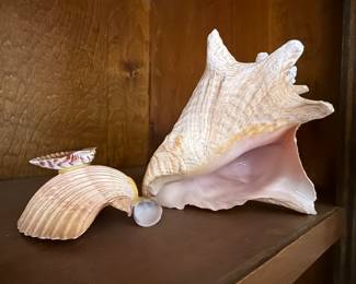 Seashells