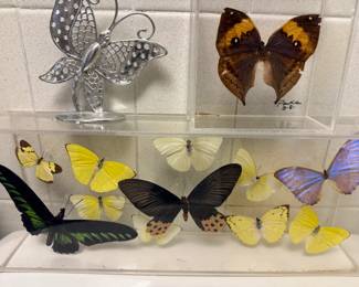 Taxidermy Butterflies