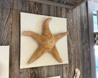 Mounted Starfish